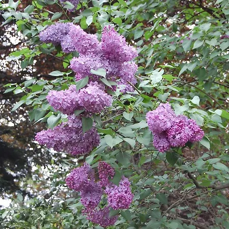 招待所 卡萨达奎因塔马丁霍酒店 维拉·雷阿尔