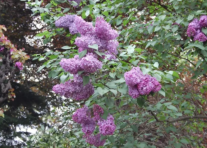 בית הארחה Casa Da Quinta De S. Martinho וילה ריאל